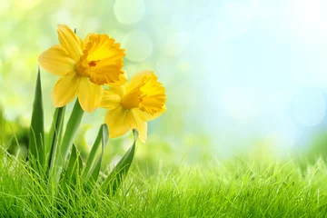 Foto op Plexiglas Narcis Narcissen bloemen