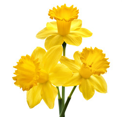 Daffodil flower