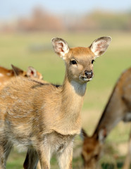 Deer in autumn field