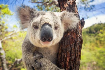 Foto op Canvas Koala © lassedesignen