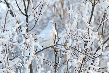 The white partridge