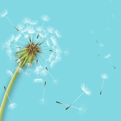 White dandelion with pollens isolated