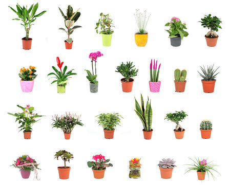 Pflanzen Collage