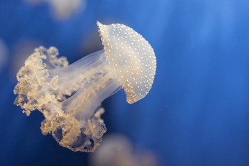 Obraz premium Akwarium Jellyfish w głębokim błękicie
