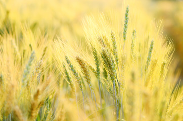 Barley field