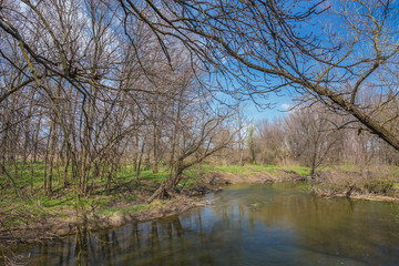 Obraz premium Thickets of flowers on the shore of the river.