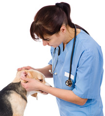 vet check the dog's ears. isolated on white background