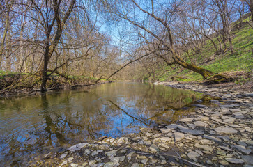Thickets of flowers on the shore of the river.