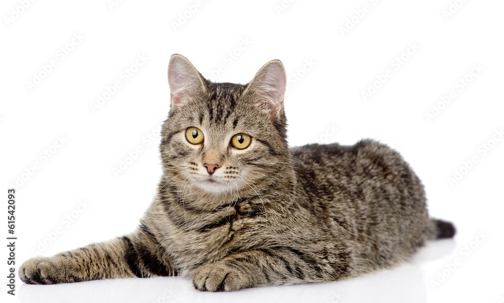 Poster tabby cat lying and looking at camera. isolated on white