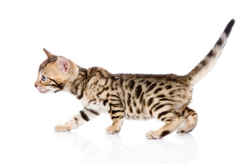 Obraz premium Bengal kitten walking. isolated on white background