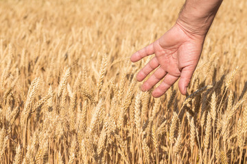 Ripe golden wheat ears in her hand the farmer