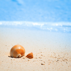 Shell on tropical beach