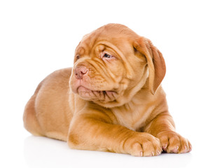 Bordeaux puppy dog looking away. isolated on white background