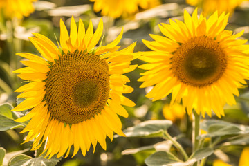 field of sunflowers and blue sun sky