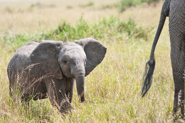 african baby elephant in the savannah following its mother
