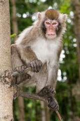 Naklejka na ściany i meble Makak małpa siedzi na drzewie, patrząc w dół