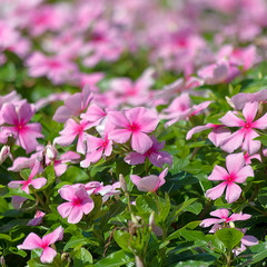 Vinca pink flower