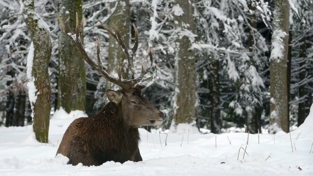 Rothirsch, Red deer, Cervus elaphus