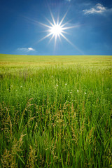 Obraz premium sunset on the field of wheat. Composition of nature