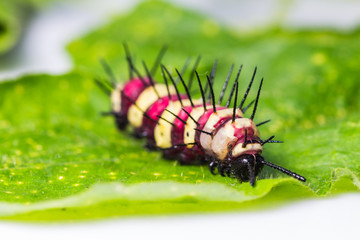 Leopard lacewing caterpillar