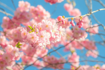 Pink cherry blossoms in springtime