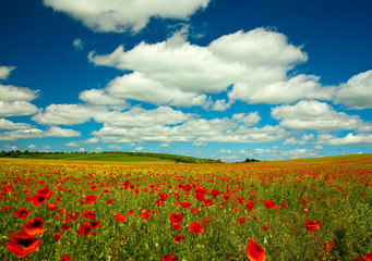 Poppy and rape field