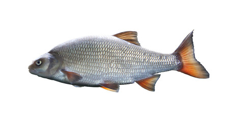 Weißfisch