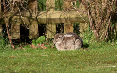 Rabbit crouching nervously by fence
