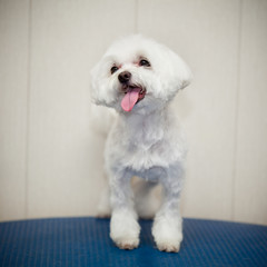 white puppy Maltese dog