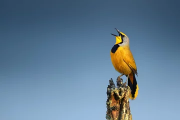 Zelfklevend Fotobehang Bokmakierie vogelroep © JohanSwanepoel