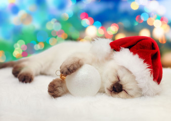 Fototapeta na wymiar Little kitten wearing santa hat sleeping against Christmas tree 