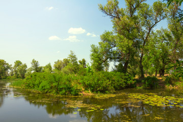 Fototapeta na wymiar Zielony las w pobliżu rzeki