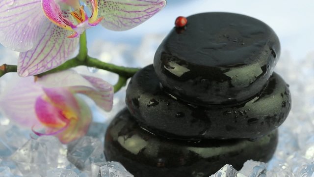 Zen stones with orchid and ladybird.