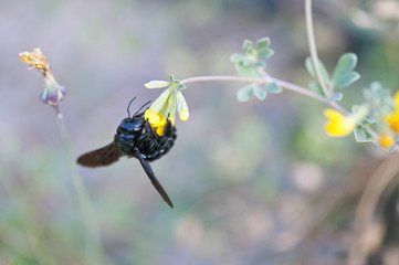 European bee on flower
