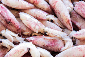 fresh squid lay on tray in the thai market