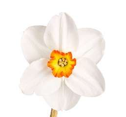 Fototapeta na wymiar Single flower of a tricolor daffodil cultivar against a white ba