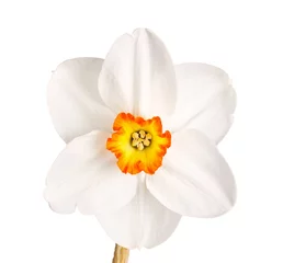 Photo sur Plexiglas Narcisse Single flower of a tricolor daffodil cultivar against a white ba