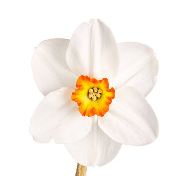 Single flower of a tricolor daffodil cultivar against a white ba