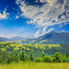 Fototapeta na wymiar pine trees near valley in mountains on hillside summer day