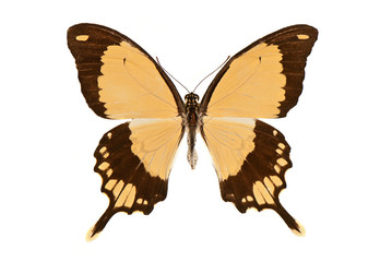 black and yellow swallowtail