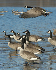 Flock of Geese