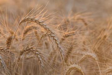 Close up of a wheat field - stock photo
