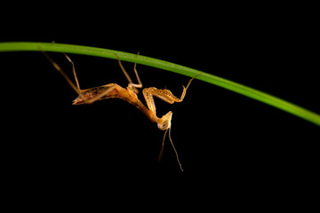 mantis isolated on black