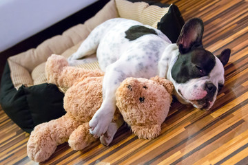 French bulldog puppy sleeping with teddy bear