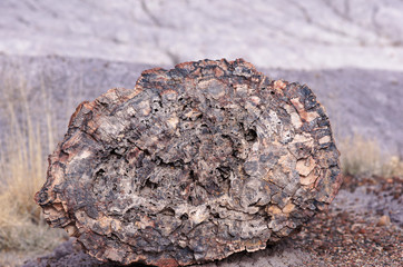 Versteinerter Wald, Arizona, USA