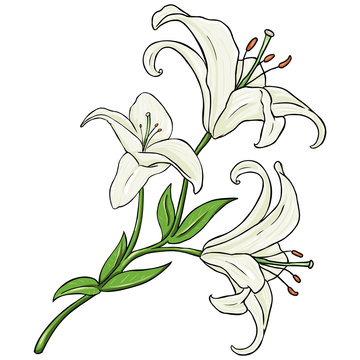 Vector Cartoon Isolated Illustration - White Lily