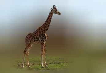 giraffe