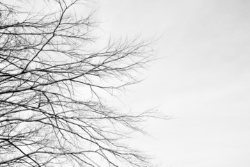 Bare tree branches against a pale sky - 61555802