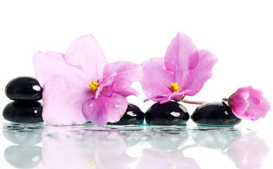 Spa treatment massage stones and pink flower