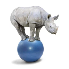 Foto op Plexiglas Afrikaanse witte neushoorn balancerend op een blauwe bal. © Kletr